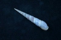 藏品(櫛筍螺 )的圖片